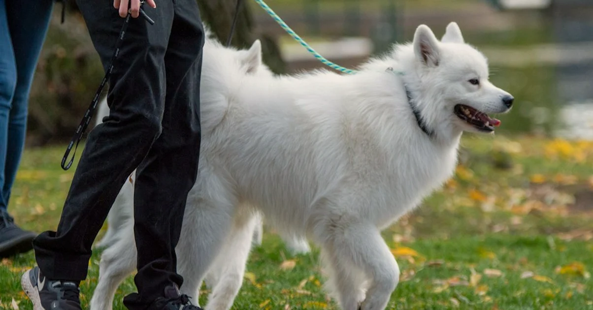 Most Dog-Walking Apps Require You to Be 18
