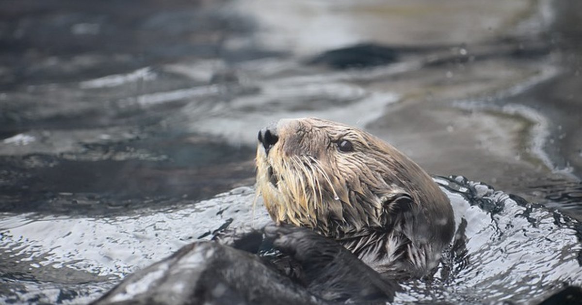 Publish interview episodes faster with Otter or Descript